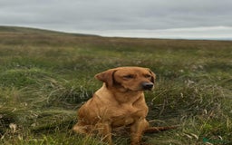 Labrador Retriever dogs for sale: KC Working Labrador Puppies - Image 8