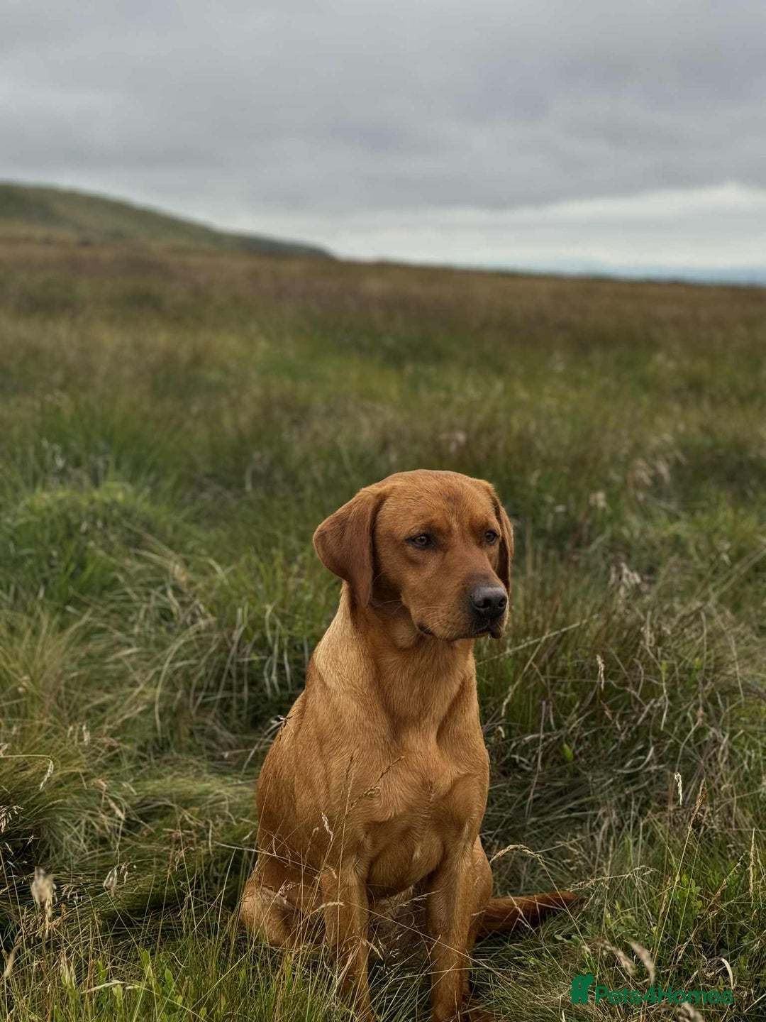 Labrador Retriever dogs for sale: KC Working Labrador Puppies - Image 8