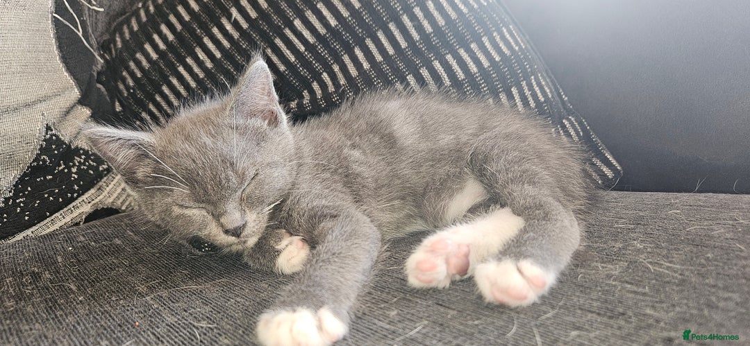 Mixed Breed cats for sale: **READY NOW** Gorgeous Half ragdoll kittens - Image 2