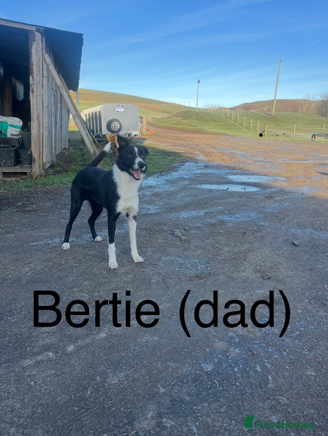 Border Collie dogs for sale: Lovely litter of 6 border collie puppies - Advert 19