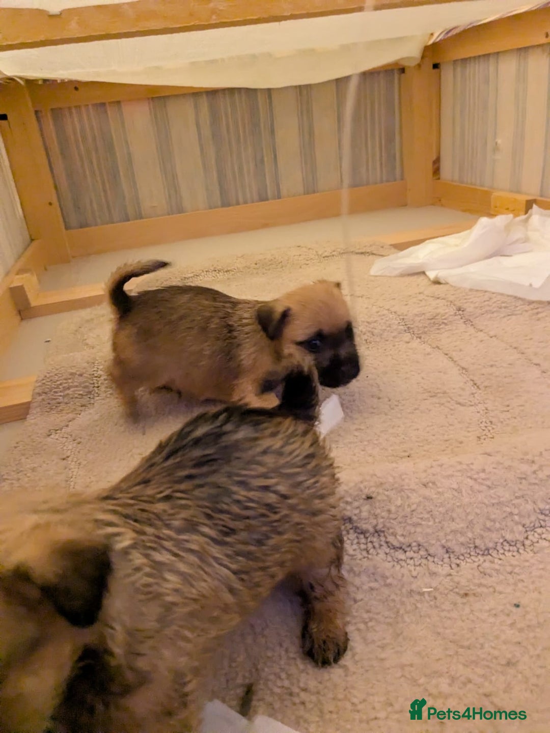Mixed Breed dogs for sale: Norfolk terrier cross cairn terrier  - Image 7