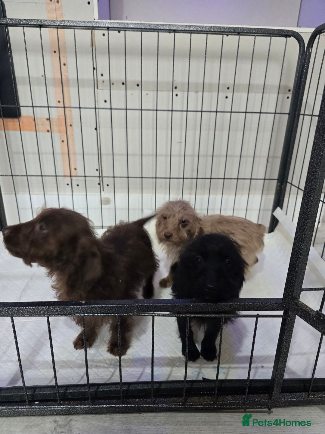 Doxiepoo dogs for sale: Doxipoos - Image 6