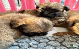 Shih Tzu dogs for sale: Standard size shihtzu pups  - Image 10
