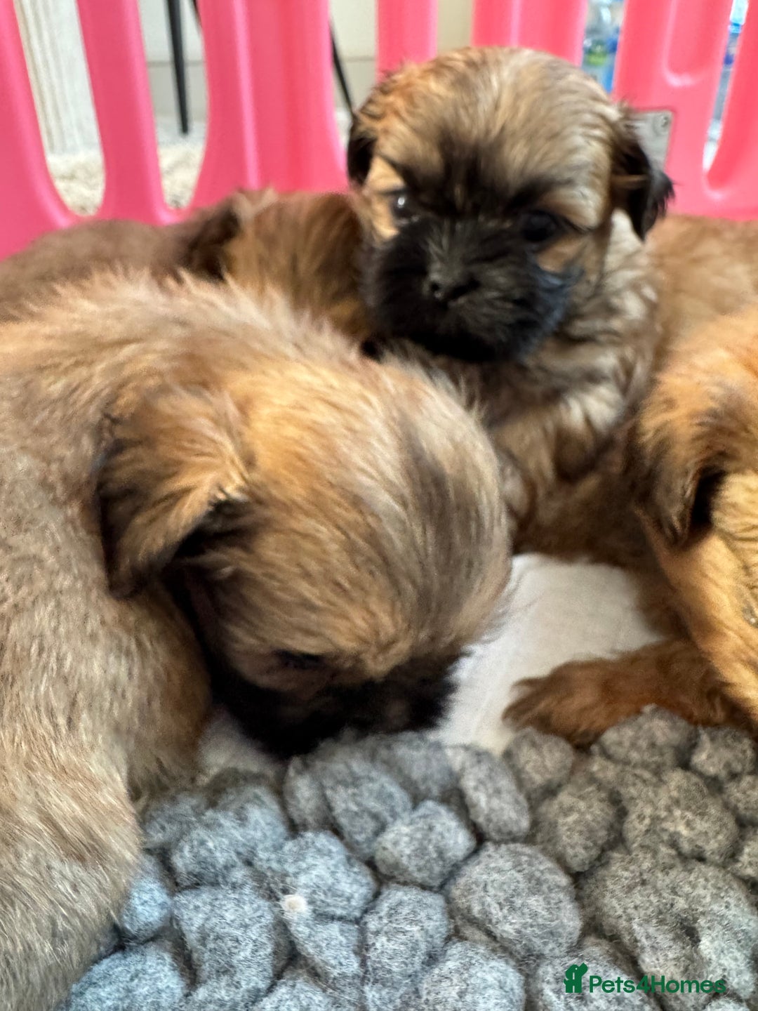 Shih Tzu dogs for sale: Standard size shihtzu pups  - Image 10