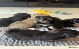 Mixed Breed dogs for sale: Tini Malchi puppies  - Image 29