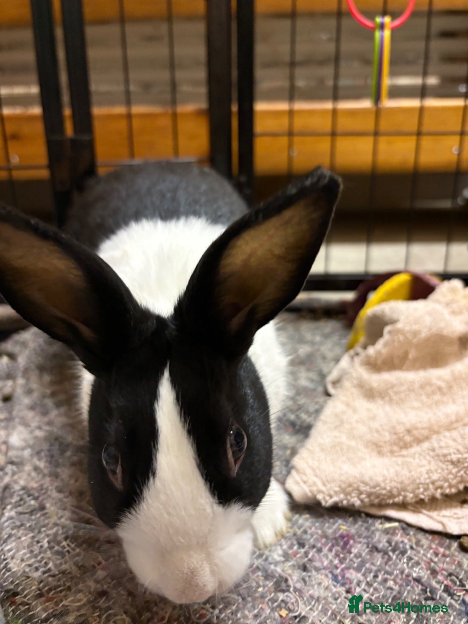 Dutch rabbits 4 month bunny+ all accessories for sale - Advert 1
