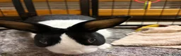 Dutch rabbits for sale: 4 month bunny+ all accessories for sale in Spennymoor - Advert 1
