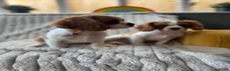 Cavalier King Charles Spaniel dogs for sale: 2 Blenheim cavalier King Charles spaniel boys  - Advert 25