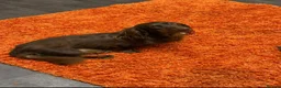 Dachshund dogs for sale: Beautiful dachshund  in Montrose - Advert 4
