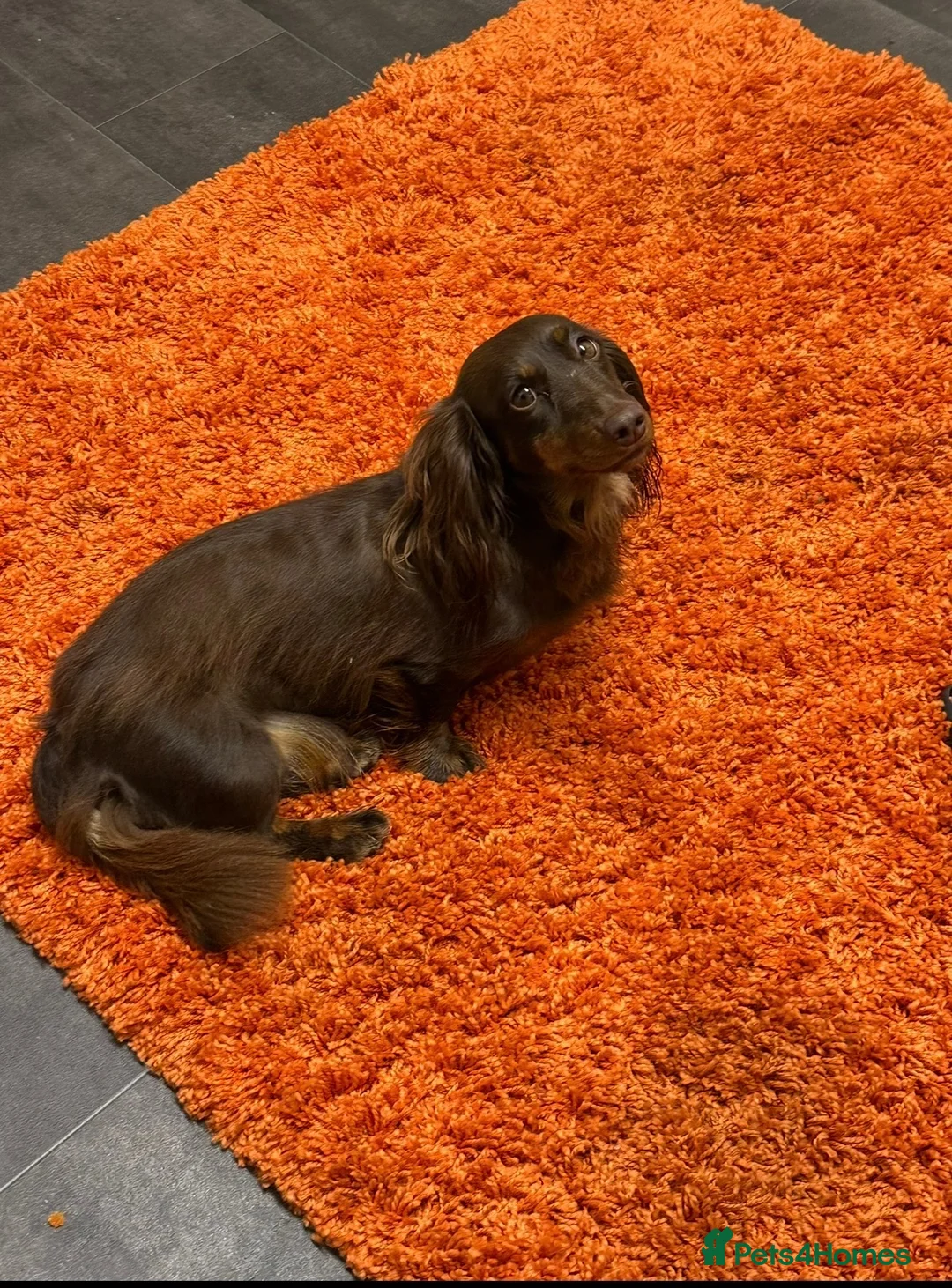 Dachshund dogs for sale: Beautiful dachshund  in Montrose - Advert 4