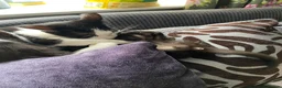 Mixed Breed cats for sale: Kittens - Advert 10
