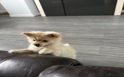 Pomeranian dogs for sale: Miss Mimi - Image 2