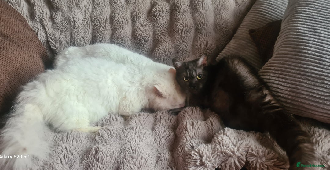 Munchkin cats for sale: Stunning Munchkin in London - Image 2