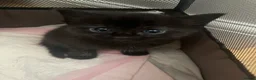 Siamese cats for sale: Beautiful siamese mixed breed kittens - Advert 11