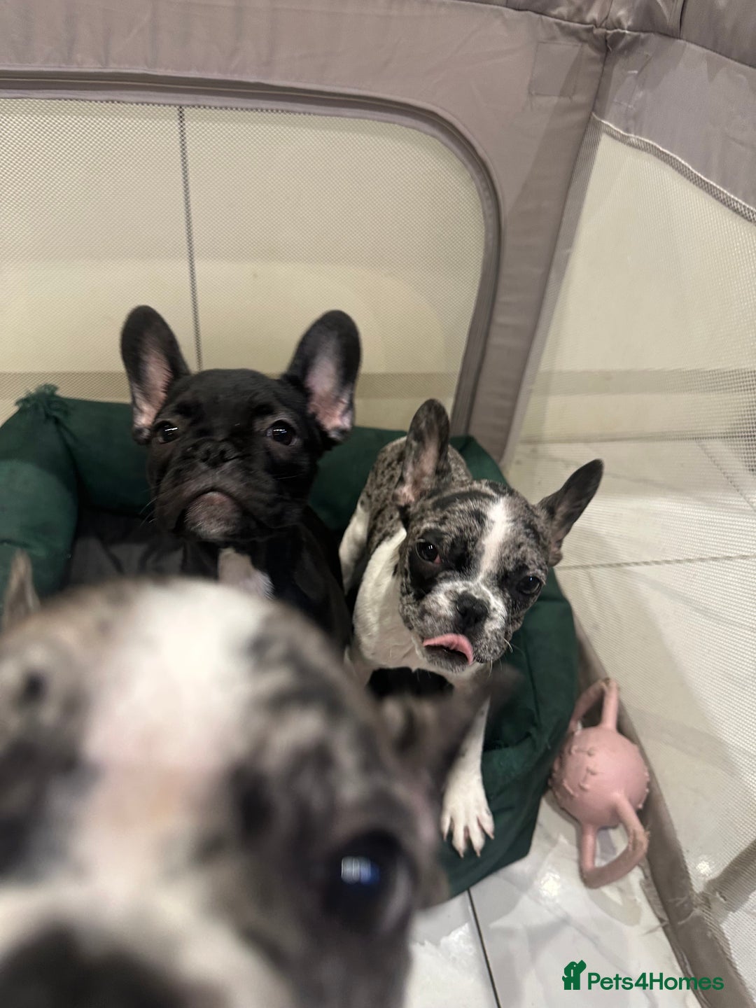 French Bulldog dogs for sale: French Bulldog Puppies for sale  - Advert 2