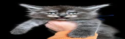Maine Coon cats for sale: 9 STUNNING BLACK SMOKE MAINE COON CUBS  - Advert 11