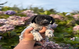 German Shorthaired Pointer dogs for sale: German Shorthaired Pointer Puppies - Image 21