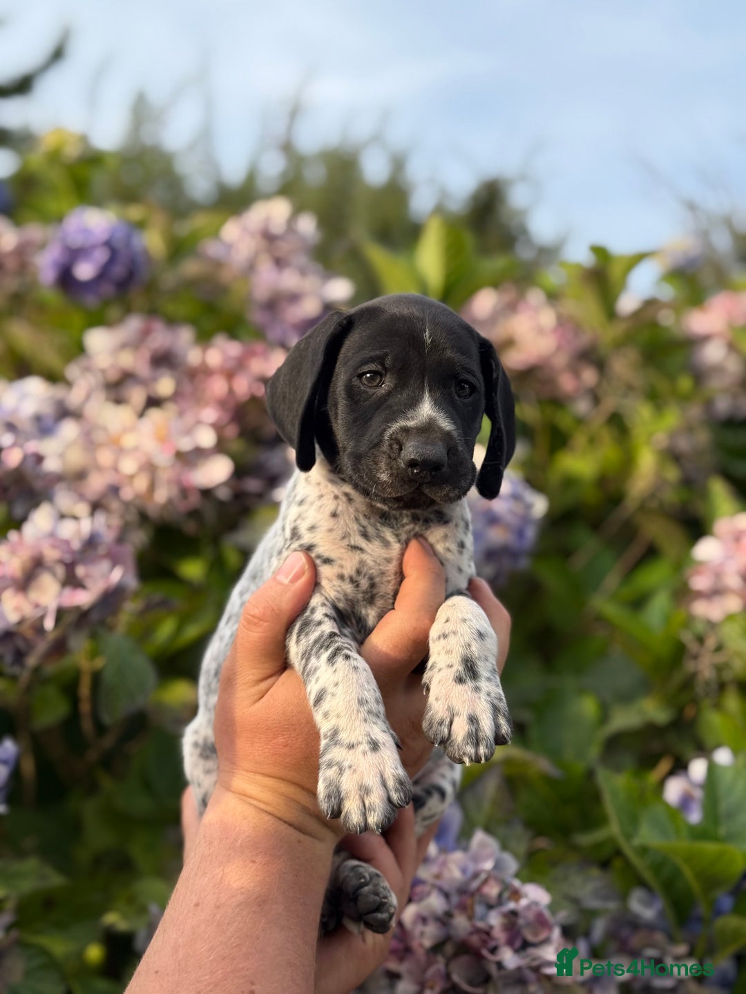 German Shorthaired Pointer dogs for sale: German Shorthaired Pointer Puppies - Image 21