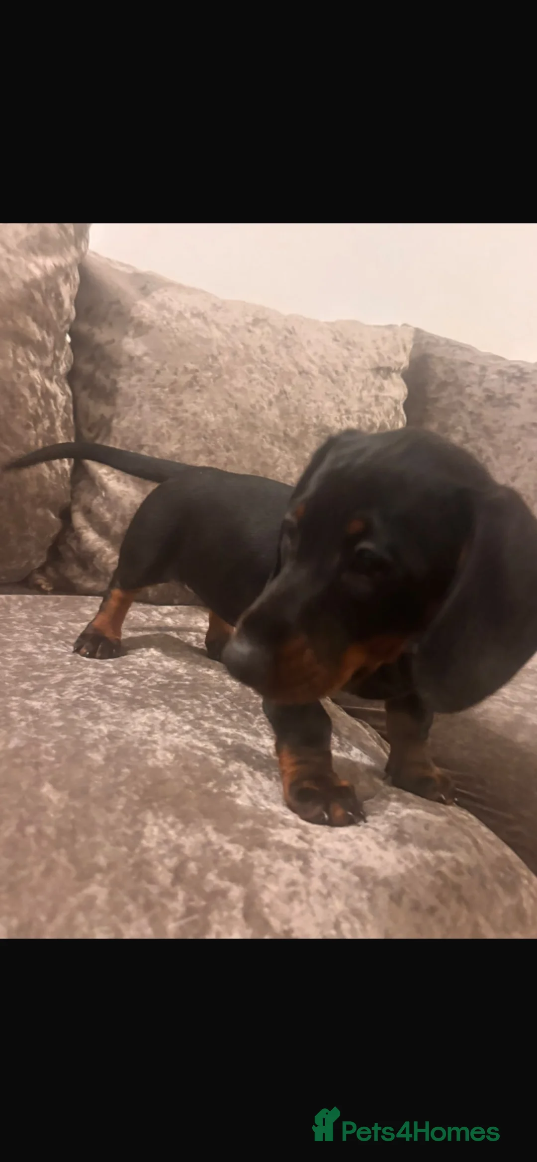 Dachshund dogs for sale: Standard Dachshund for sale x 3  - Advert 2