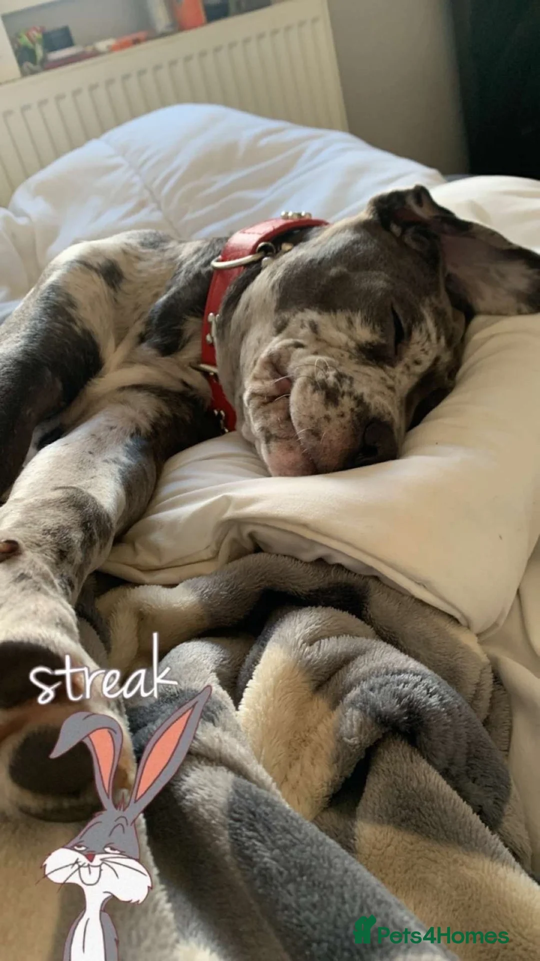 Cane Corso dogs for sale: 7 month blue merel cane corso in Hawick - Advert 5