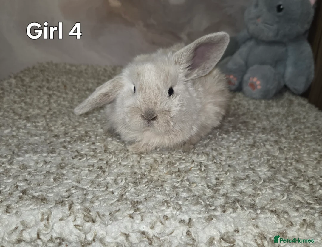 Mini Lop rabbits for sale: PURE MINI LOP BUNNIES ( All COLOURS) - Advert 24