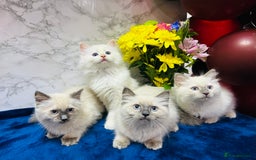 Ragdoll cats for sale: TICA Registered Magnificent Ragdoll kittens  - Image 5