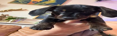 Black brindle girl
