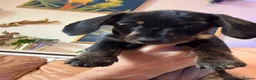 Miniature Dachshund dogs for sale: Ready now litter of brindle miniature Dachshunds - Advert 9