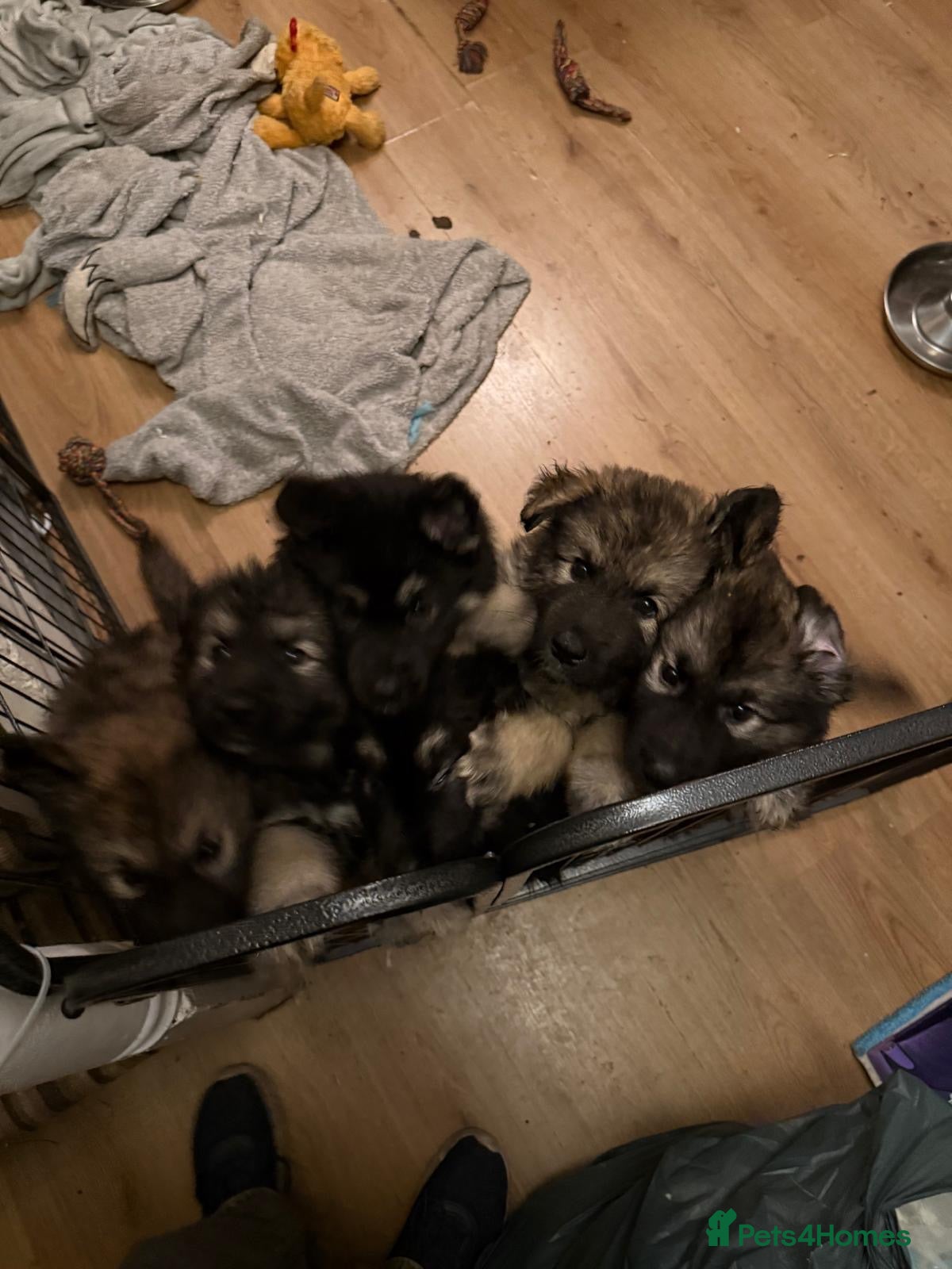 Mixed Breed dogs German shepherd x  - Advert 14