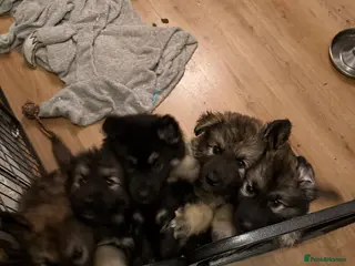 Mixed Breed dogs Alaskan malamute x German shepherd - Advert 7