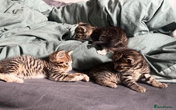 Mixed Breed cats for sale: 3 playful kittens  - Image 6