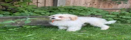 Cavapoo dogs for sale: 4 adorable cavapoo puppies - Advert 12