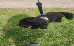 Cockapoo dogs for sale: 18 month old Cockapoo - Image 2