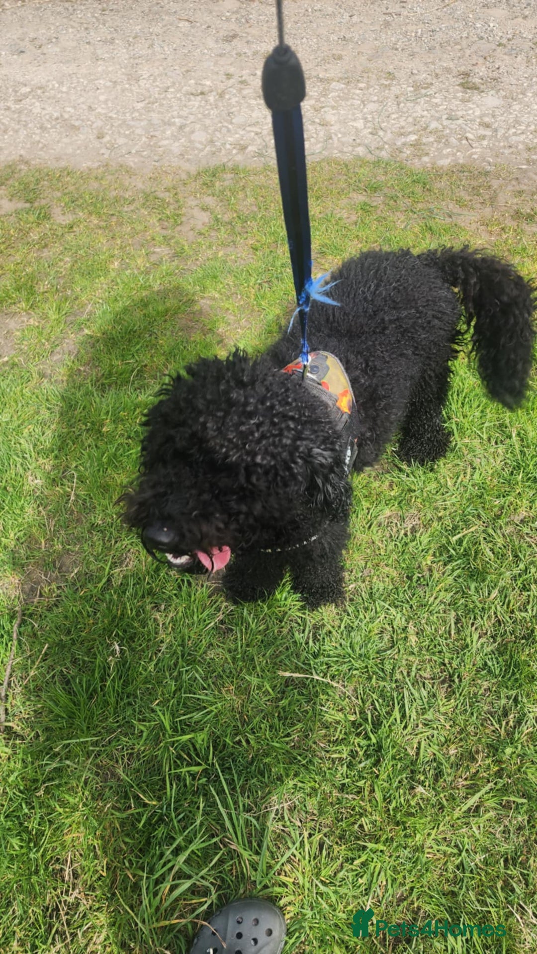 Cockapoo dogs for sale: 18 month old Cockapoo - Image 2