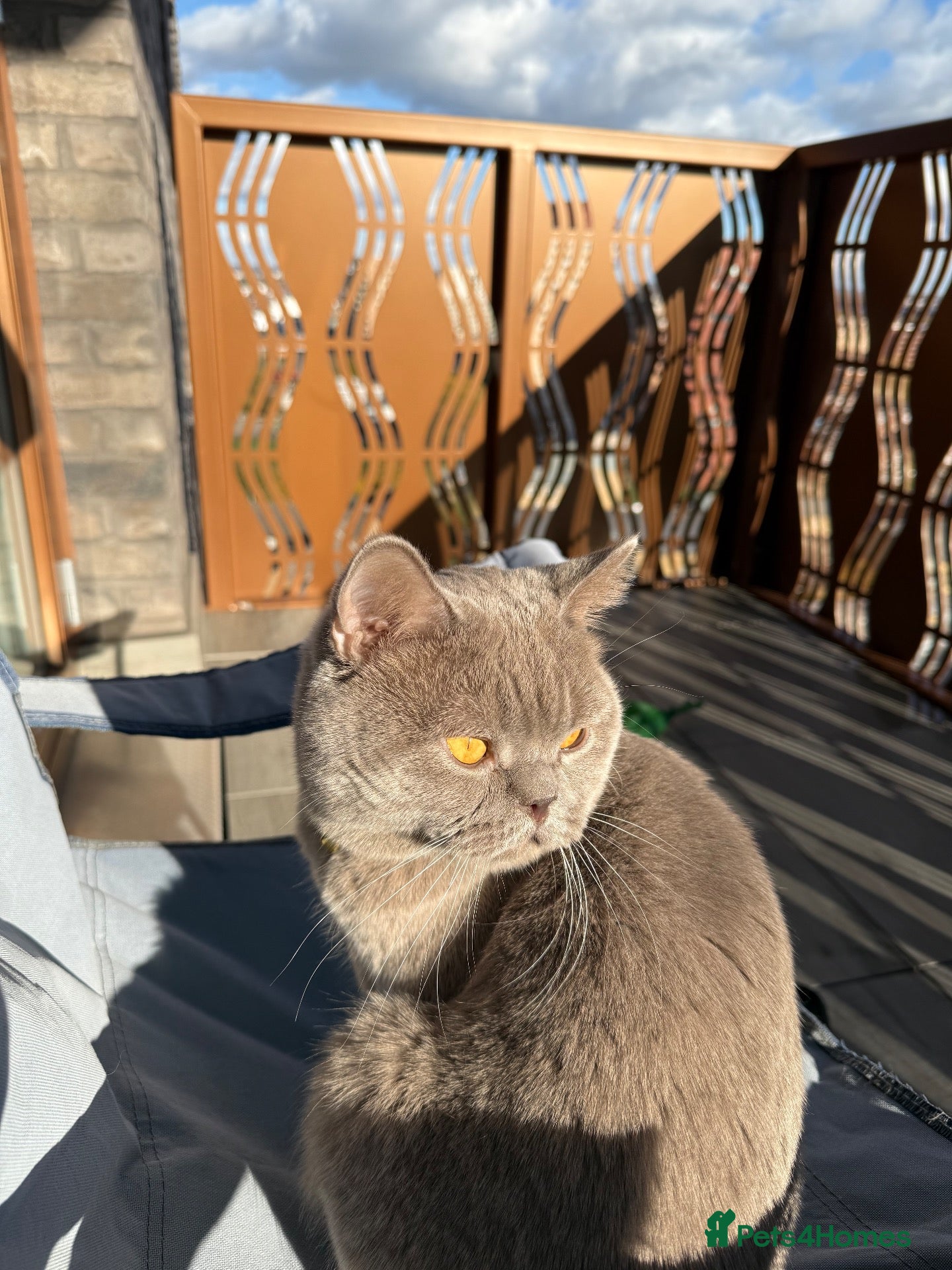 British Shorthair cats Proven BSH Lilac Stud - Advert 2
