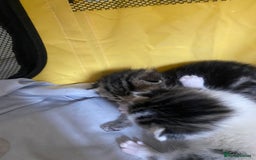 British Shorthair cats for sale: 4 kittens for sale  - Image 11