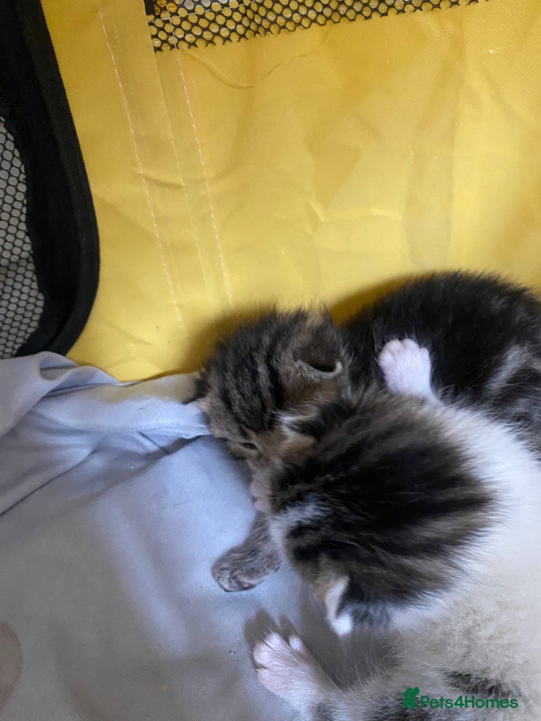 British Shorthair cats for sale: 4 kittens for sale  - Image 11