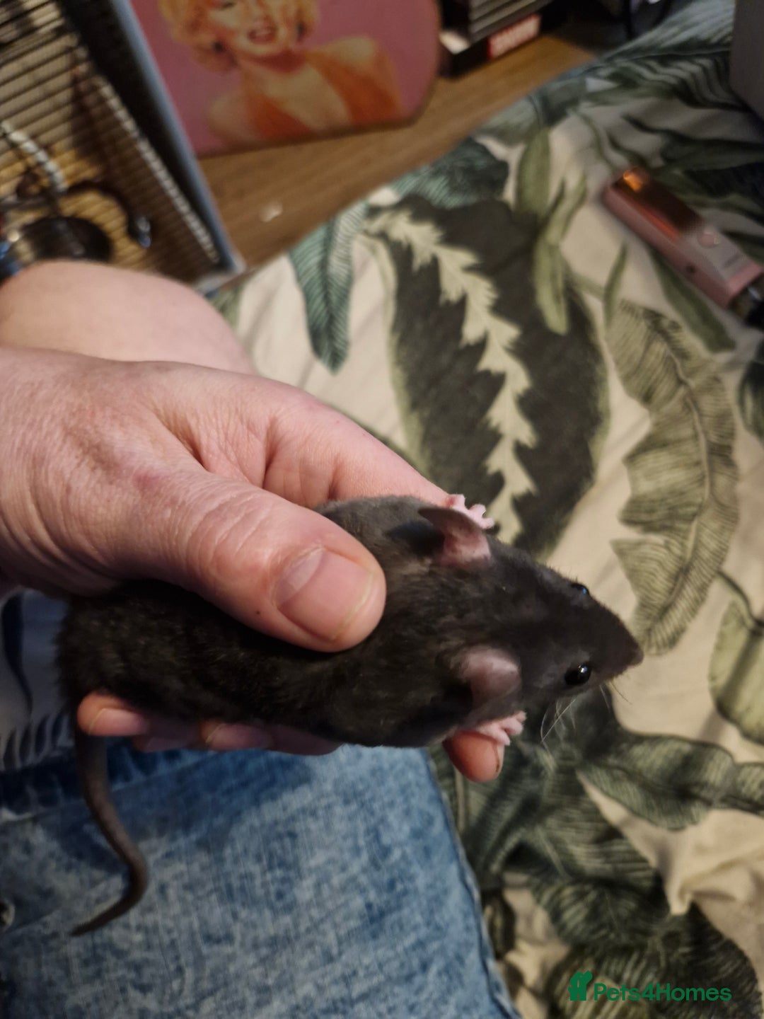Rat rodents for sale: 6 beautiful Female Rats - Image 8