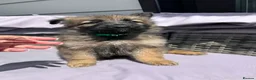 German Shepherd dogs for sale: 10 beautiful German shepherd puppies - Advert 4