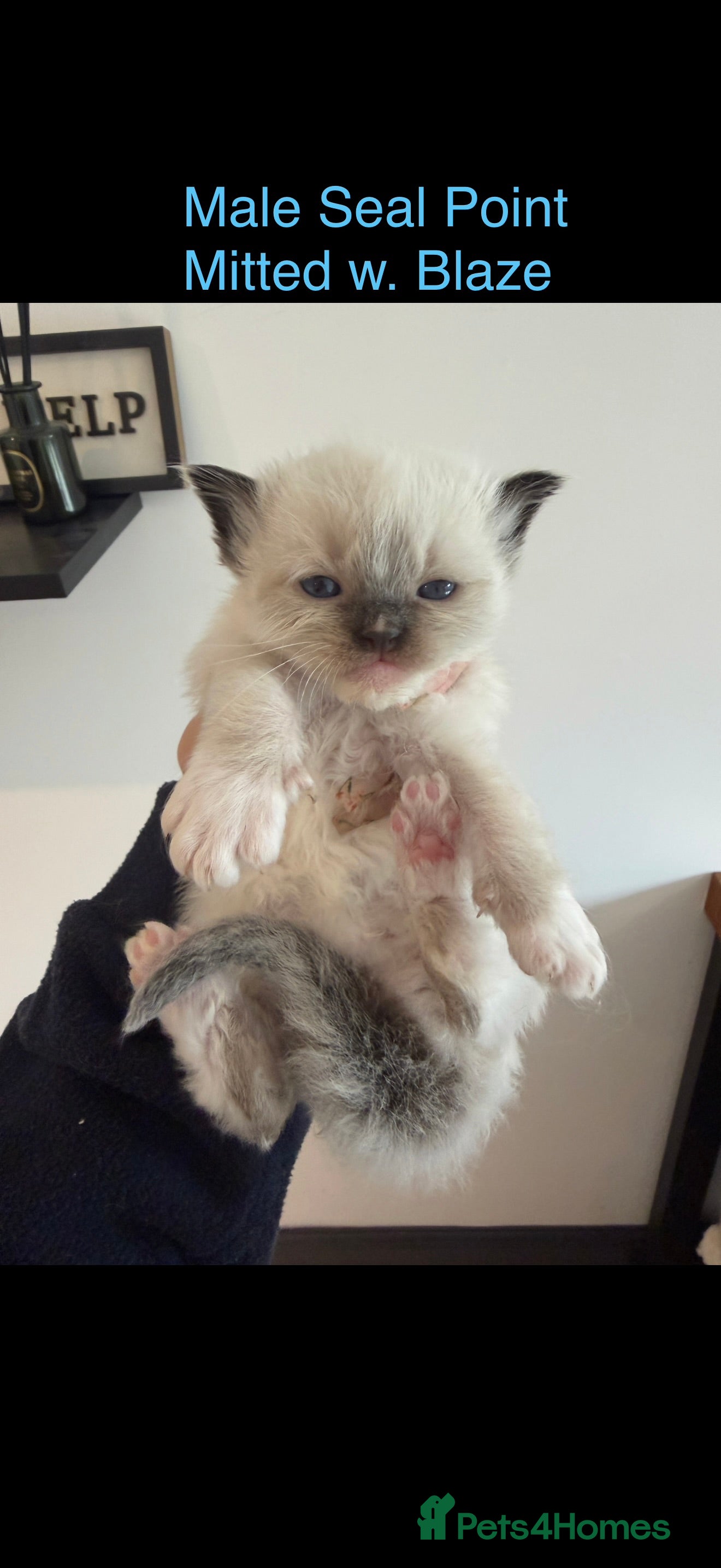 Ragdoll Kitten 5