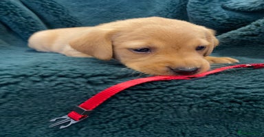 Labrador Retriever dogs - Advert 3