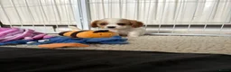 Cavalier King Charles Spaniel dogs for sale: DNA Tested Cavalier King Charles Puppies - Advert 12