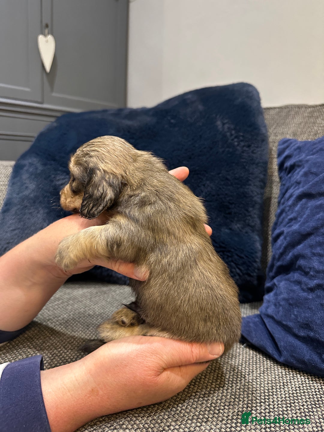 Dachshund dogs for sale: Longhaired miniature daschunds for sale - Image 15