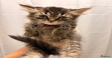 Ragdoll cats - Advert 10