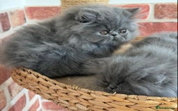 Persian cats for stud: GCCF Active Persian GingerRed cream Garfield stud  in Gerrards Cross - Image 19