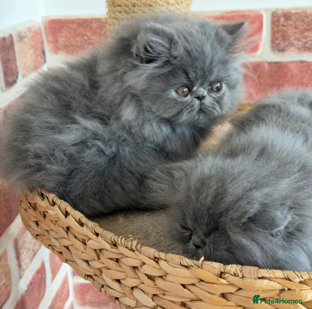 Persian cats for stud: GCCF Active Persian Exotic stud-PKD/PRA&FELV clear in Gerrards Cross - Advert 19