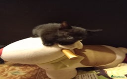 Bengal cats for sale: 7 week old kittens  - Image 11