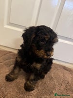 Cockapoo dogs F1 cockerpoo puppies - Advert 2