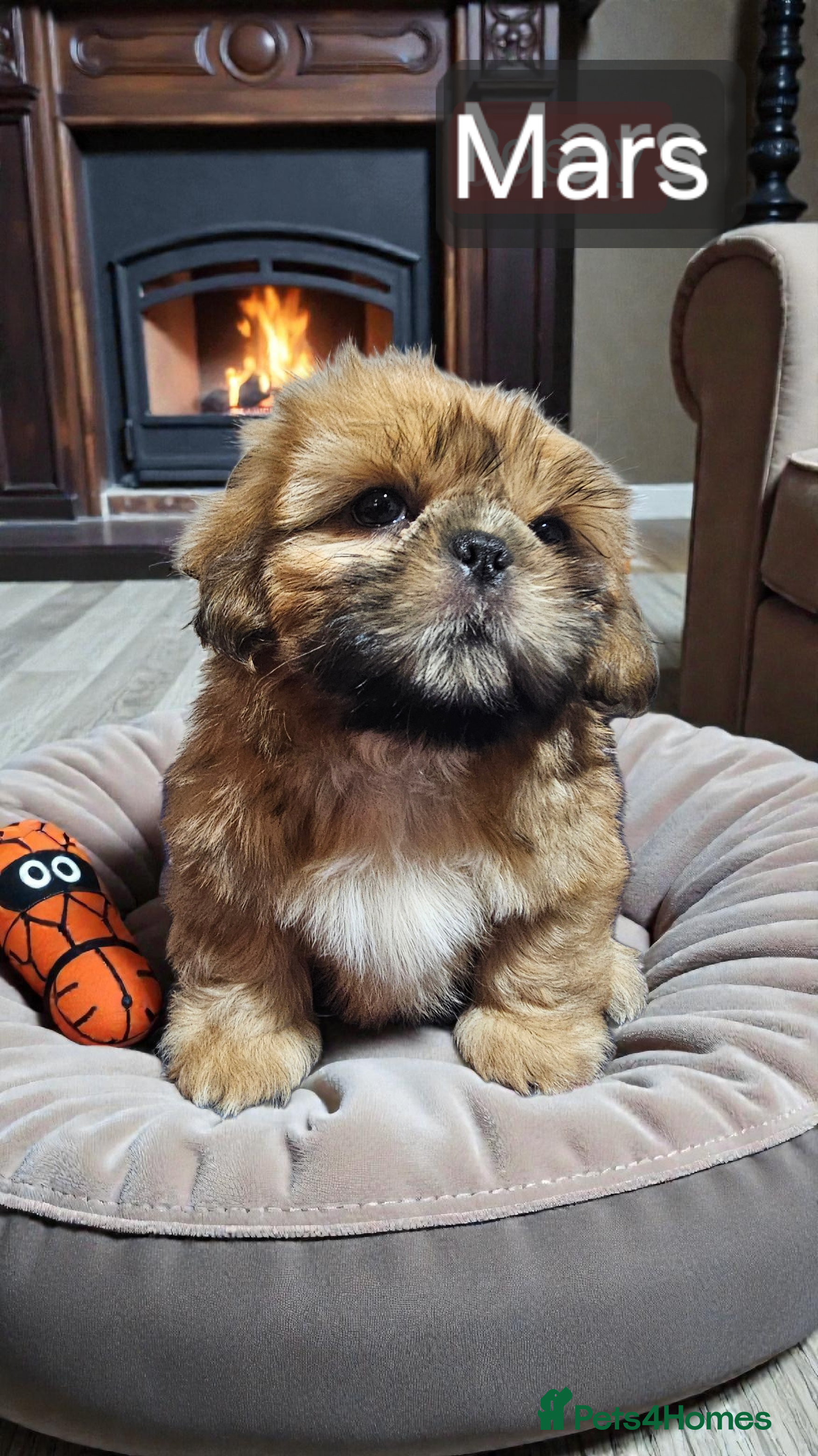 Shih Tzu dogs 💞 QUALITY STANDARD SHIH TZU 💞 - Advert 4
