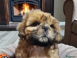 Shih Tzu dogs 💞 QUALITY STANDARD SHIH TZU 💞 - Advert 4